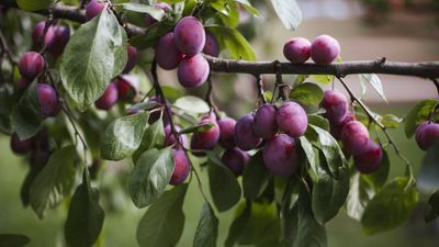 How to get a plum tree to fruit – tips for a bigger and better harvest