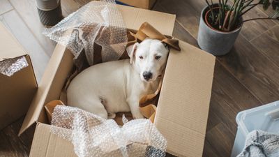 Planning on moving house? Vet shares six tips to help prepare your dog for the big day
