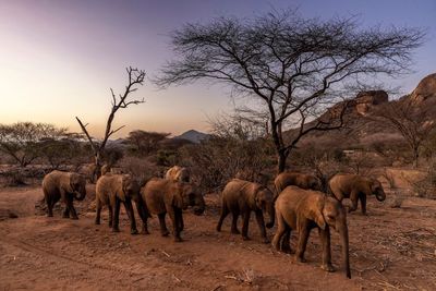 Namibia Plans To Kill Elephants And Hippos And Distribute Meat Due To Severe Drought