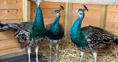 Dunfermline's beloved peacocks finally receive iconic status at special ceremony