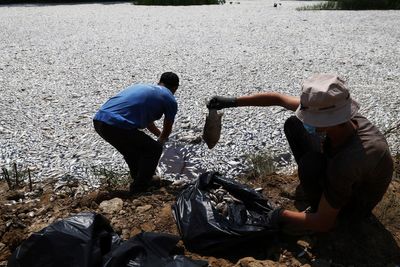 Over 100 tons of dead fish collect at Greek port after climate-related mass die-off