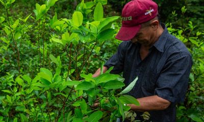 ‘There is nothing to replace coca’: Colombia’s struggling farmers tempted by illegal crops