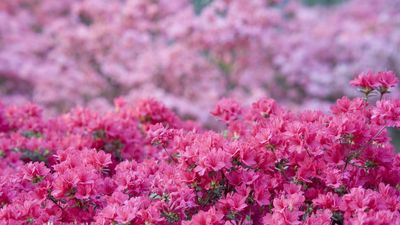 How to prune azaleas – keep your shrubs healthy and beautiful