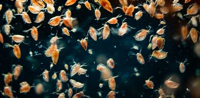 Understanding how human activity impacts zooplankton is essential for managing and protecting lakewater