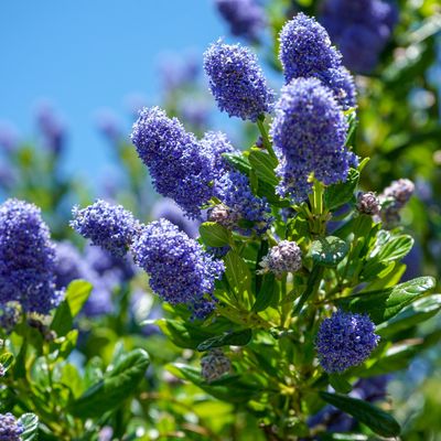 When to prune Ceanothus – here’s when to cut back California lilacs, according to experts