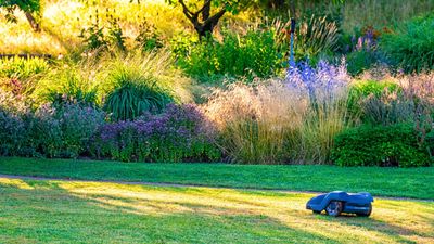 Is it ever worth buying a robot lawn mower? 5 considerations from garden experts