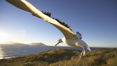 Mice on remote island that eat albatrosses alive sentenced to death by 'bombing,' scientists decree