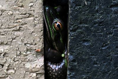 Australian Sauna Helps Save Frogs From Flesh-eating Fungus