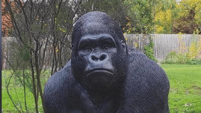 'LOL I stole a gorilla': thief admits to silly mistake