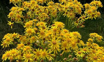 Country diary: A spectacular summer for ragwort – and that’s no bad thing