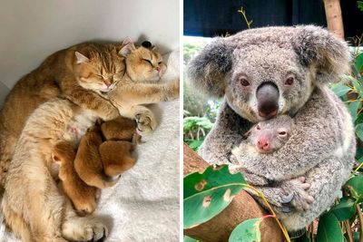 “She Wasn’t Fat After All”: 50 Wholesome Pics Of Animal Parents And Their Babies (New Pics)