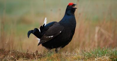 'Amazing species': Endangered bird's numbers on rise thanks to habitat restoration