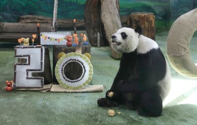 Taipei zoo's veteran giant panda Yuanyuan celebrates her 20th birthday