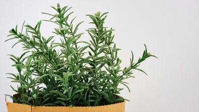 How to dry rosemary in summer – to save and store this nutritious, fragrant herb