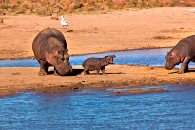 Namibia urges elephant and hippo hunting