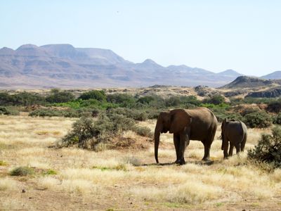 Why is Namibia culling elephants and hippos for meat?