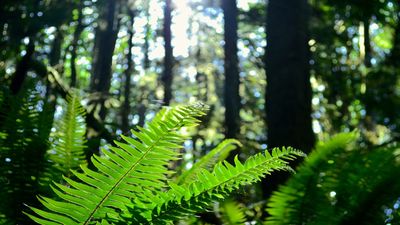 How to grow and care for sword ferns – and add a tropical touch to your yard