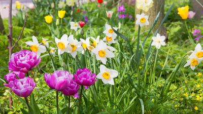 7 best bulbs to plant in September for spring blooms