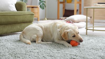 How to remove hair from your carpet without a vacuum