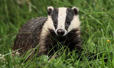 Badger culling to end in England by 2029, government says