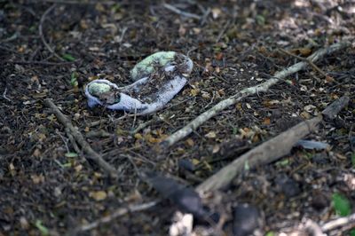 Volunteers find human remains and bones in suspected cartel 'kitchen' in border state of Tamaulipas