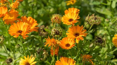 How to harvest calendula seeds in late summer to grow more of these vibrant plants next year