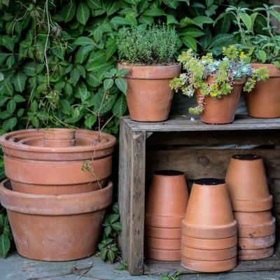 What to plant in pots in September - 8 options for a stunning autumn garden