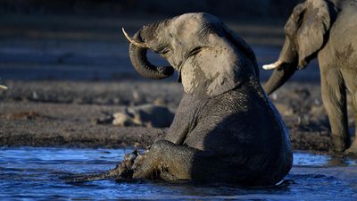 Drought-stricken Namibia to cull elephants, zebras and hippos for meat