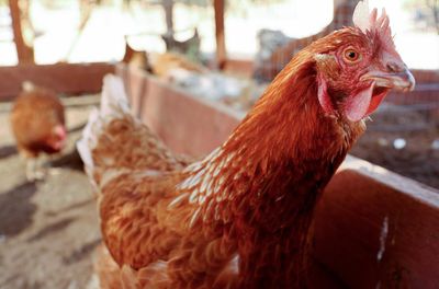 US repeating Covid mistakes with bird flu as spread raises alarm, experts say