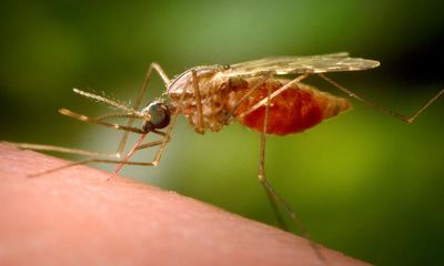 Male mosquitoes can pick out females by sound, study finds