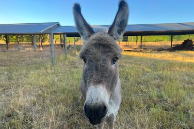 A Touching Story Of A Sad Donkey Whose Ball Popped, But People Made Sure He’ll Never Be Lonely Again