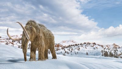 Woolly mammoths: Facts about these extinct, shaggy beasts that once roamed the Arctic