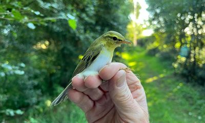 Country diary: This bird is about to fly non-stop to the Sahara desert