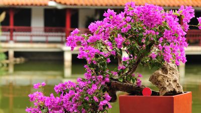 Gardeners Are Styling These Mediterranean Flowering Plants Like Bonsai — It's a Pretty Idea for Small Yards