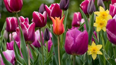 When to plant spring bulbs: an expert guide for tulips, daffodils, snowdrops, and more