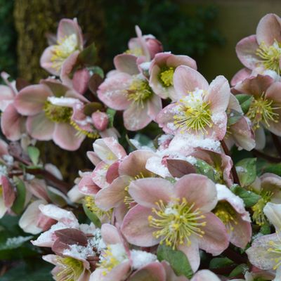 When to prune hellebores to ensure this winter favourite will bloom this Christmas