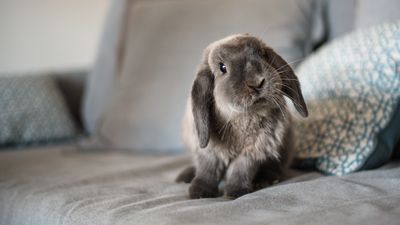 Thinking of housing rabbits indoors? We put your questions to a vet