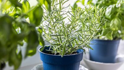 Plants that repel fruit flies – 5 herbs to help keep these pests at bay