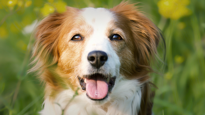 Nederlandse Kooikerhondje: Breed profile