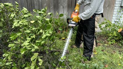 How to use a hedge trimmer: 6 steps for a pro-quality trim