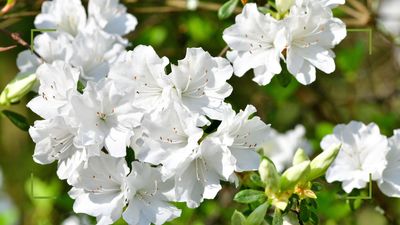 Should I deadhead Azaleas? Garden experts share their professional advice