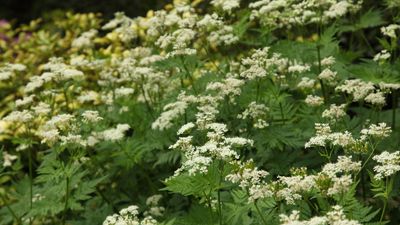 Forest garden ideas – how to grow edible planting in layers to make the most of your space