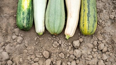 How to harvest zucchini seeds – an expert guide to collect, save and store precious seeds