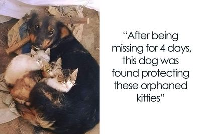 50 Uplifting Posts That Prove We Don’t Deserve Animals, As Shared On This FB Page