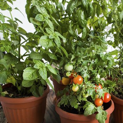 Are tomato plants a perennial that can survive winter?