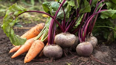 7 vegetables in plant in September for a thriving fall veg patch