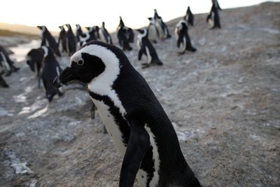 Penguins on the precipice: Survival in the ‘noisiest bay in the world’