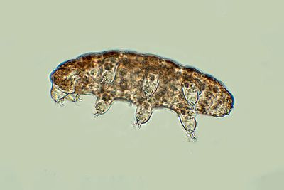 Secrets of tardigrade evolution revealed