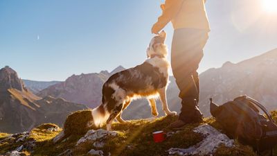 8 things I wish I knew before I started hiking with my dog