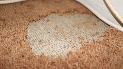 How to get rid of carpet moths — 5 easy, expert-approved methods